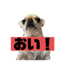 筋肉チワワ〜あずき〜（個別スタンプ：1）
