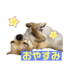筋肉チワワ〜あずき〜（個別スタンプ：2）