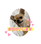 筋肉チワワ〜あずき〜（個別スタンプ：5）