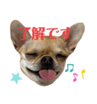 筋肉チワワ〜あずき〜（個別スタンプ：7）