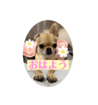 筋肉チワワ〜あずき〜（個別スタンプ：8）