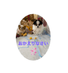 パピヨンすもも とポメレイの日常パート3（個別スタンプ：1）