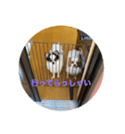 パピヨンすもも とポメレイの日常パート3（個別スタンプ：3）