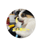 パピヨンすもも とポメレイの日常パート3（個別スタンプ：6）
