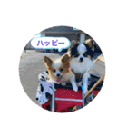 パピヨンすもも とポメレイの日常パート3（個別スタンプ：8）