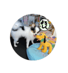 パピヨンすもも とポメレイの日常パート3（個別スタンプ：9）