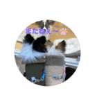 パピヨンすもも とポメレイの日常パート3（個別スタンプ：10）
