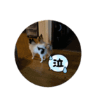 パピヨンすもも とポメレイの日常パート3（個別スタンプ：11）