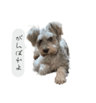 類です！！！（個別スタンプ：4）