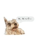 類です！！！（個別スタンプ：10）