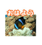 クマノミ達の日常（個別スタンプ：1）