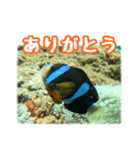 クマノミ達の日常（個別スタンプ：7）