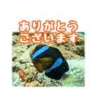 クマノミ達の日常（個別スタンプ：8）