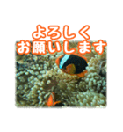 クマノミ達の日常（個別スタンプ：10）