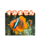 クマノミ達の日常（個別スタンプ：21）