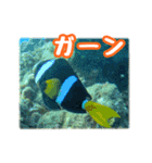 クマノミ達の日常（個別スタンプ：27）