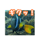 クマノミ達の日常（個別スタンプ：28）