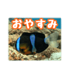 クマノミ達の日常（個別スタンプ：29）