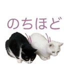 ねこちたちスタンプ3（個別スタンプ：9）