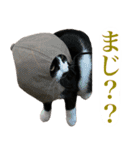 ねこちたちスタンプ3（個別スタンプ：10）