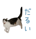 ねこちたちスタンプ3（個別スタンプ：11）