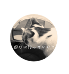 猫を通してラブラブを伝えてしまえ（個別スタンプ：4）