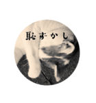 猫を通してラブラブを伝えてしまえ（個別スタンプ：6）