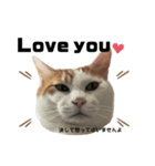怒っていると思われがちな猫と人間へ英語編（個別スタンプ：1）