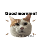 怒っていると思われがちな猫と人間へ英語編（個別スタンプ：2）