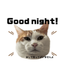 怒っていると思われがちな猫と人間へ英語編（個別スタンプ：3）