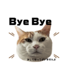 怒っていると思われがちな猫と人間へ英語編（個別スタンプ：4）
