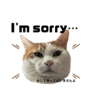 怒っていると思われがちな猫と人間へ英語編（個別スタンプ：5）