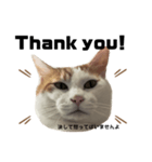 怒っていると思われがちな猫と人間へ英語編（個別スタンプ：6）