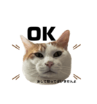怒っていると思われがちな猫と人間へ英語編（個別スタンプ：7）