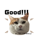 怒っていると思われがちな猫と人間へ英語編（個別スタンプ：8）