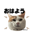 怒っていると思われがちな猫と人間用日本語（個別スタンプ：2）