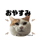 怒っていると思われがちな猫と人間用日本語（個別スタンプ：3）
