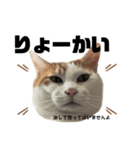 怒っていると思われがちな猫と人間用日本語（個別スタンプ：4）