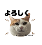 怒っていると思われがちな猫と人間用日本語（個別スタンプ：5）