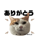 怒っていると思われがちな猫と人間用日本語（個別スタンプ：6）