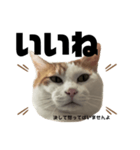 怒っていると思われがちな猫と人間用日本語（個別スタンプ：7）
