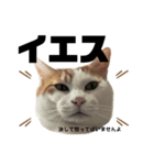 怒っていると思われがちな猫と人間用日本語（個別スタンプ：8）