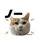 怒っていると思われがちな猫と人間用日本語（個別スタンプ：9）