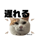怒っていると思われがちな猫と人間用日本語（個別スタンプ：11）