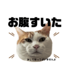 怒っていると思われがちな猫と人間用日本語（個別スタンプ：12）