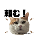 怒っていると思われがちな猫と人間用日本語（個別スタンプ：13）