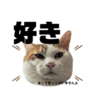 怒っていると思われがちな猫と人間用日本語（個別スタンプ：14）