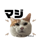 怒っていると思われがちな猫と人間用日本語（個別スタンプ：15）