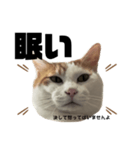 怒っていると思われがちな猫と人間用日本語（個別スタンプ：16）