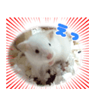 ハムスターの小麦（個別スタンプ：4）